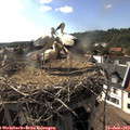 17_20-nest.jpg