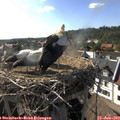 17_25-nest.jpg