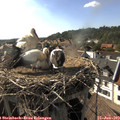 17_30-nest.jpg