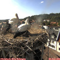 17_35-nest.jpg