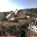 17_40-nest.jpg