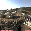 17_45-nest.jpg