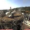 17_50-nest.jpg