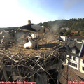 17_55-nest.jpg