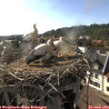 18_00-nest.jpg