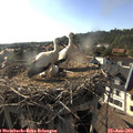 18_05-nest.jpg