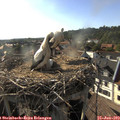 18_10-nest.jpg