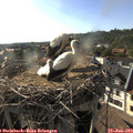18_15-nest.jpg