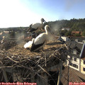 18_20-nest.jpg