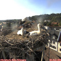 18_25-nest.jpg
