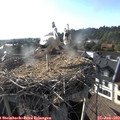 18_35-nest.jpg
