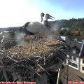 18_40-nest.jpg
