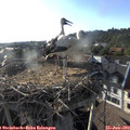 18_45-nest.jpg