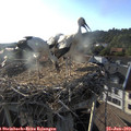18_55-nest.jpg