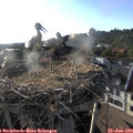 19_00-nest.jpg