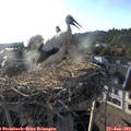 19_05-nest.jpg