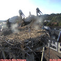19_10-nest.jpg