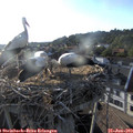 19_15-nest.jpg
