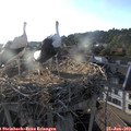 19_20-nest.jpg