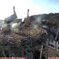 19_30-nest.jpg