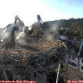 19_35-nest.jpg