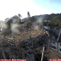 19_40-nest.jpg