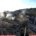 19_55-nest.jpg