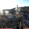 20_00-nest.jpg