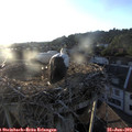 20_05-nest.jpg