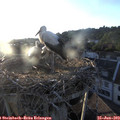 20_10-nest.jpg