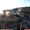 20_15-nest.jpg