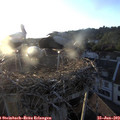 20_20-nest.jpg