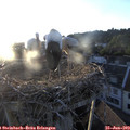 20_25-nest.jpg