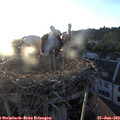 20_30-nest.jpg