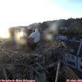 20_40-nest.jpg