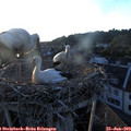 20_55-nest.jpg