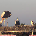 21_00-mast.jpg