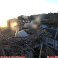 21_00-nest.jpg