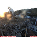 21_05-nest.jpg