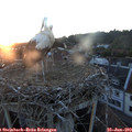 21_10-nest.jpg