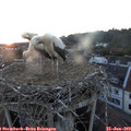 21_20-nest.jpg