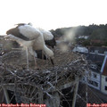 21_25-nest.jpg