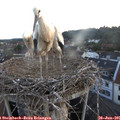 05_25-nest.jpg