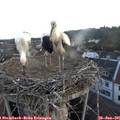 05_30-nest.jpg