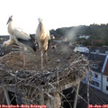 05_35-nest.jpg