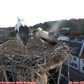 05_40-nest.jpg