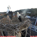05_45-nest.jpg