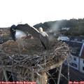 05_50-nest.jpg