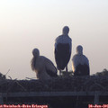 05_55-mast.jpg