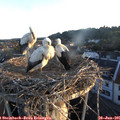 05_55-nest.jpg